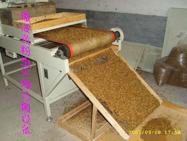 黃粉蟲(chóng)微波干燥設(shè)備